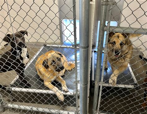 Tehama county animal shelter - Red Bluff and Tehama County are higher than usual, with Tehama County producing around 150 animals in one month. McClintock acknowledged comments about a new shelter and said she favors it. The ...